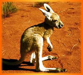 Little Joey, Australia Outback Tours, Outback Australia Adventures, Outback Tours, Adventure Australia, Australia Tours, Red Centre, Ayers Rock, Kangaroo Island, Barossa Valley, Coober Pedy, Uluru, 4WD Tours, German Guide