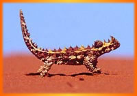 Thorny Devil, Australia Outback Tours, Outback Australia Adventures, Outback Tours, Adventure Australia, Australia Tours, Red Centre, Ayers Rock, Kangaroo Island, Barossa Valley, Coober Pedy, Uluru, 4WD Tours, German Guide